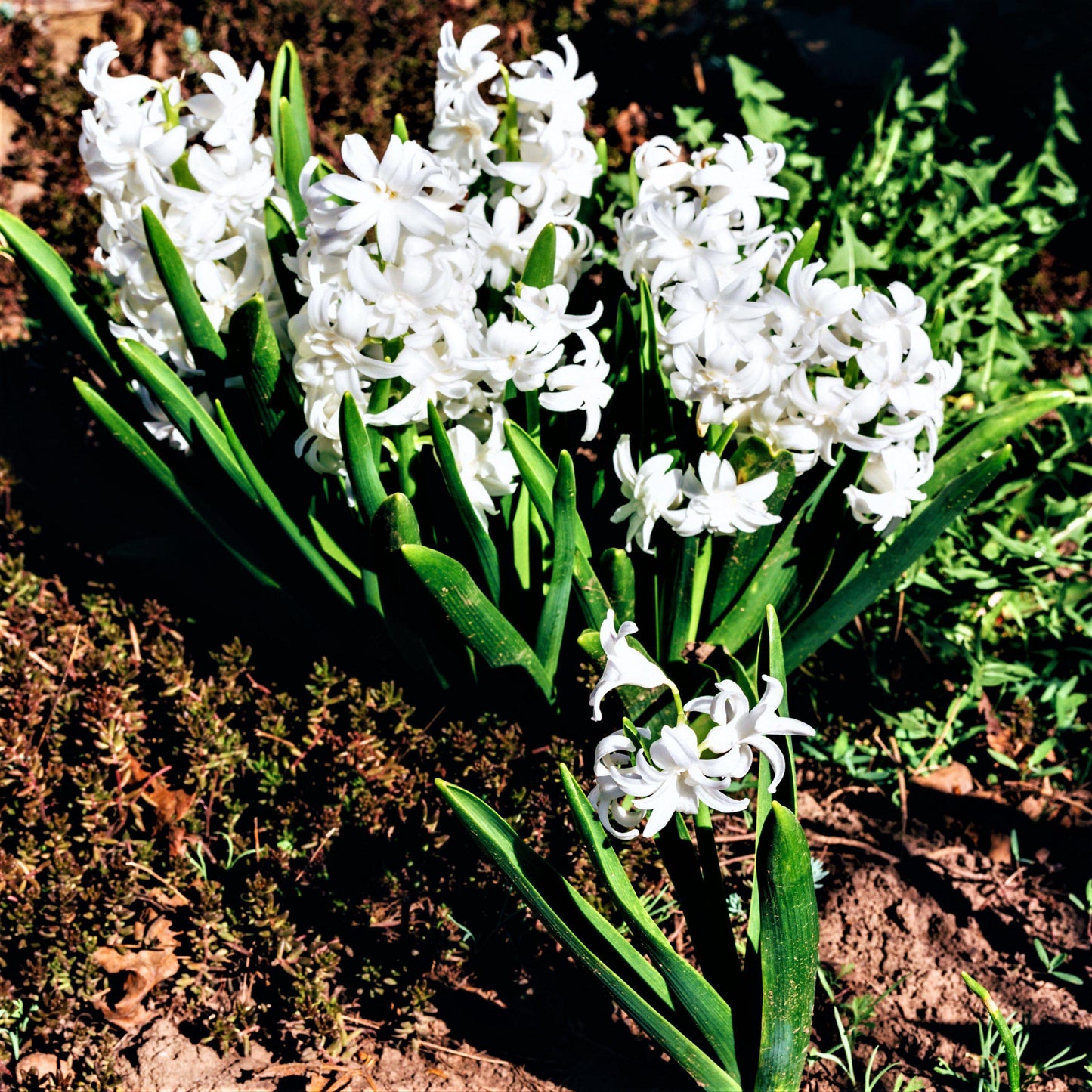 Hyacinth White Pearl 10 Flower Bulbs, Fragrant Spring Blooms Sun Outdoor Zones 4-8