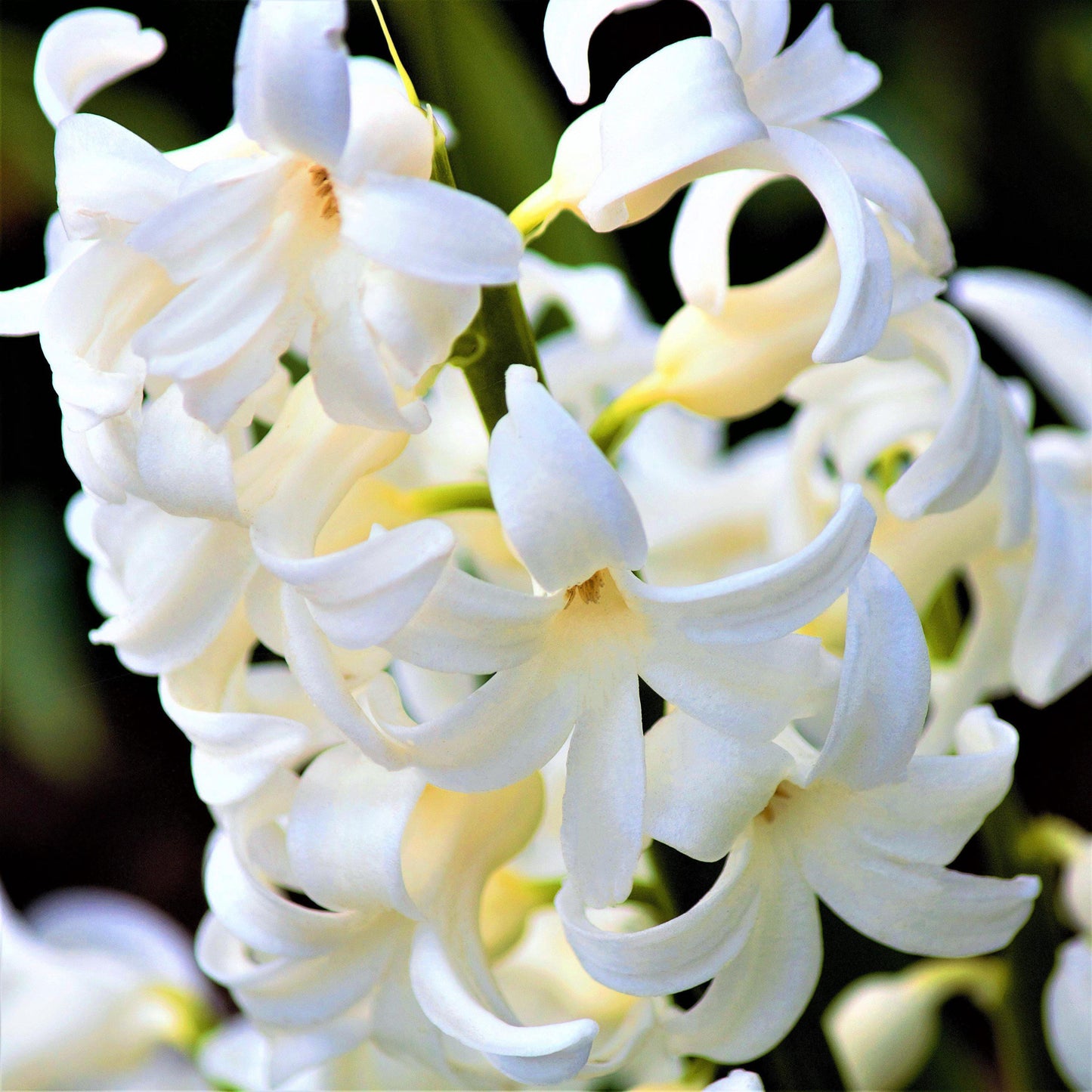Hyacinth White Pearl 10 Flower Bulbs, Fragrant Spring Blooms Sun Outdoor Zones 4-8