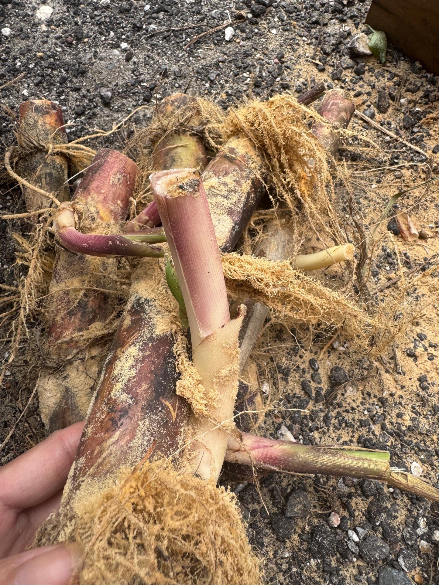 Purple Sugarcane Rooted Cuttings - Tropical Growing Zone 9-11 (Pack of 5)