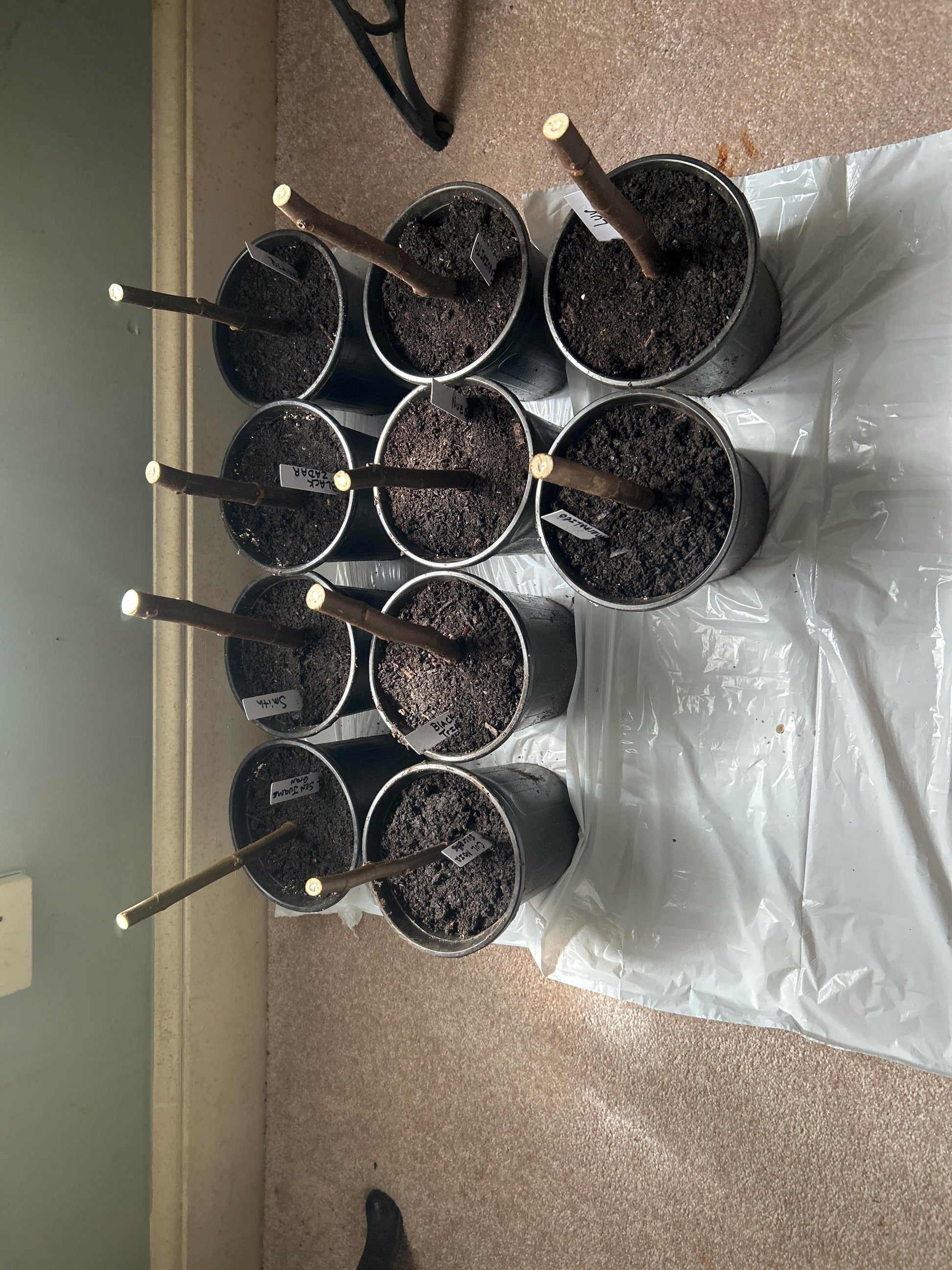 Fig Cuttings (Celeste, Brown Turkey, Lebanese Red, Chicago Hardy, Kadota, Peter's Honey)