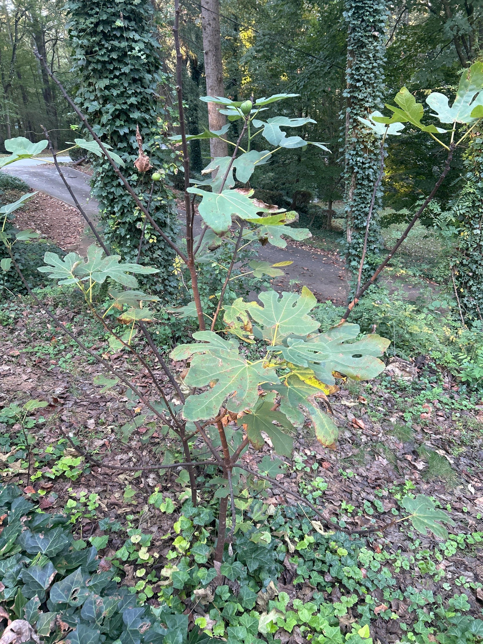 Fig Cuttings (Celeste, Brown Turkey, Lebanese Red, Chicago Hardy, Kadota, Peter's Honey)
