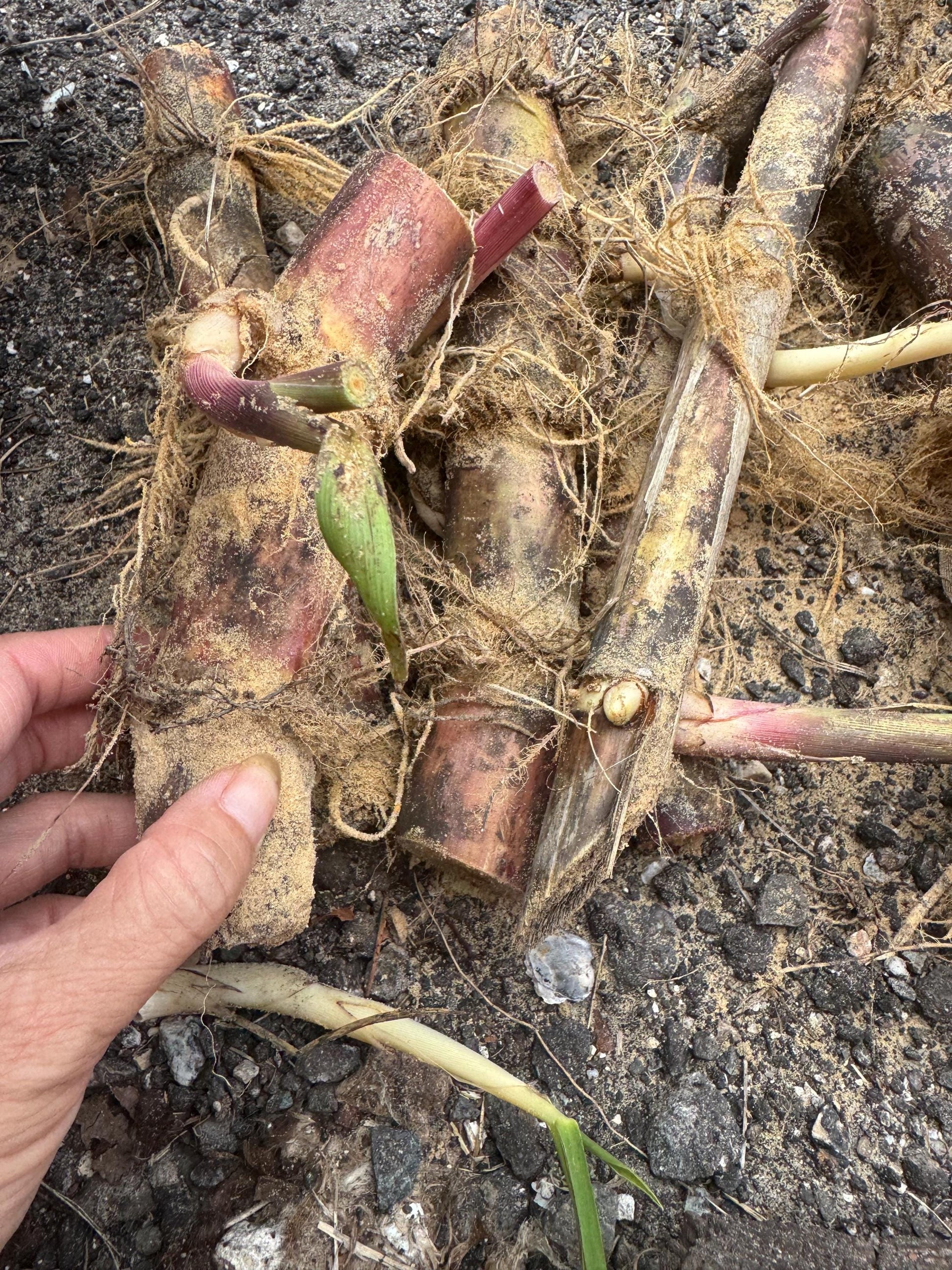 Purple Sugarcane Rooted Cuttings - Tropical Growing Zone 9-11 (Pack of 5)