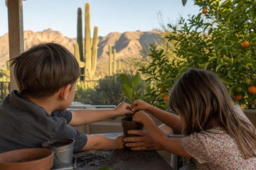 Children potting a citrus cutting on an Arizona desert patio with an orange tree and saguaros nearby
