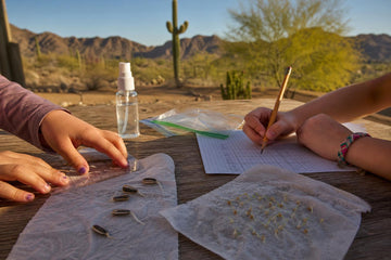 Two children's hands at an outdoor wooden table, one holding a clear ruler beside sprouted seeds on a paper towel and one writing on graph paper, with cacti and desert mountains behind