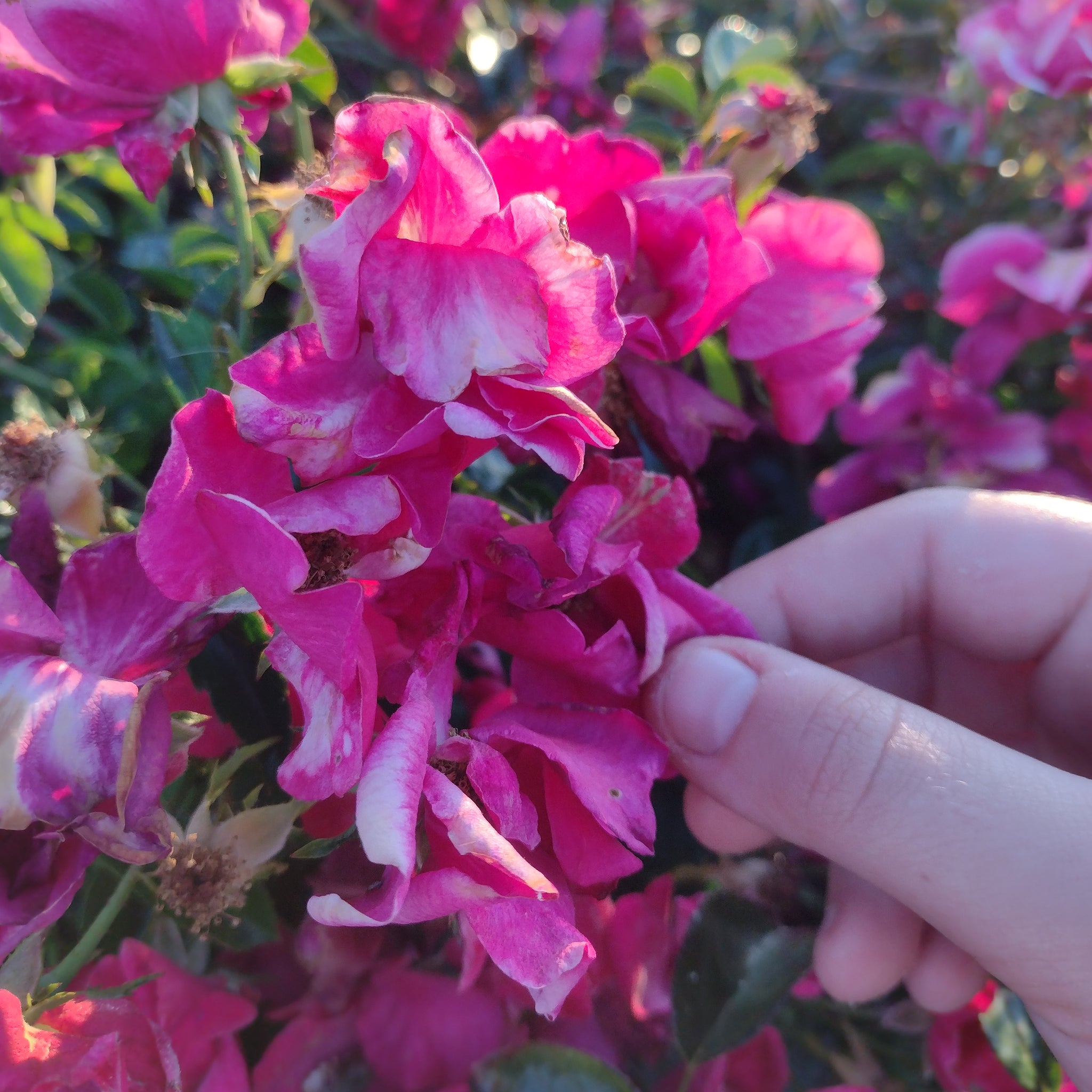 Flower Hunting Adventures