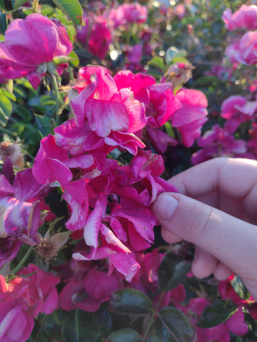 Flower Hunting Adventures