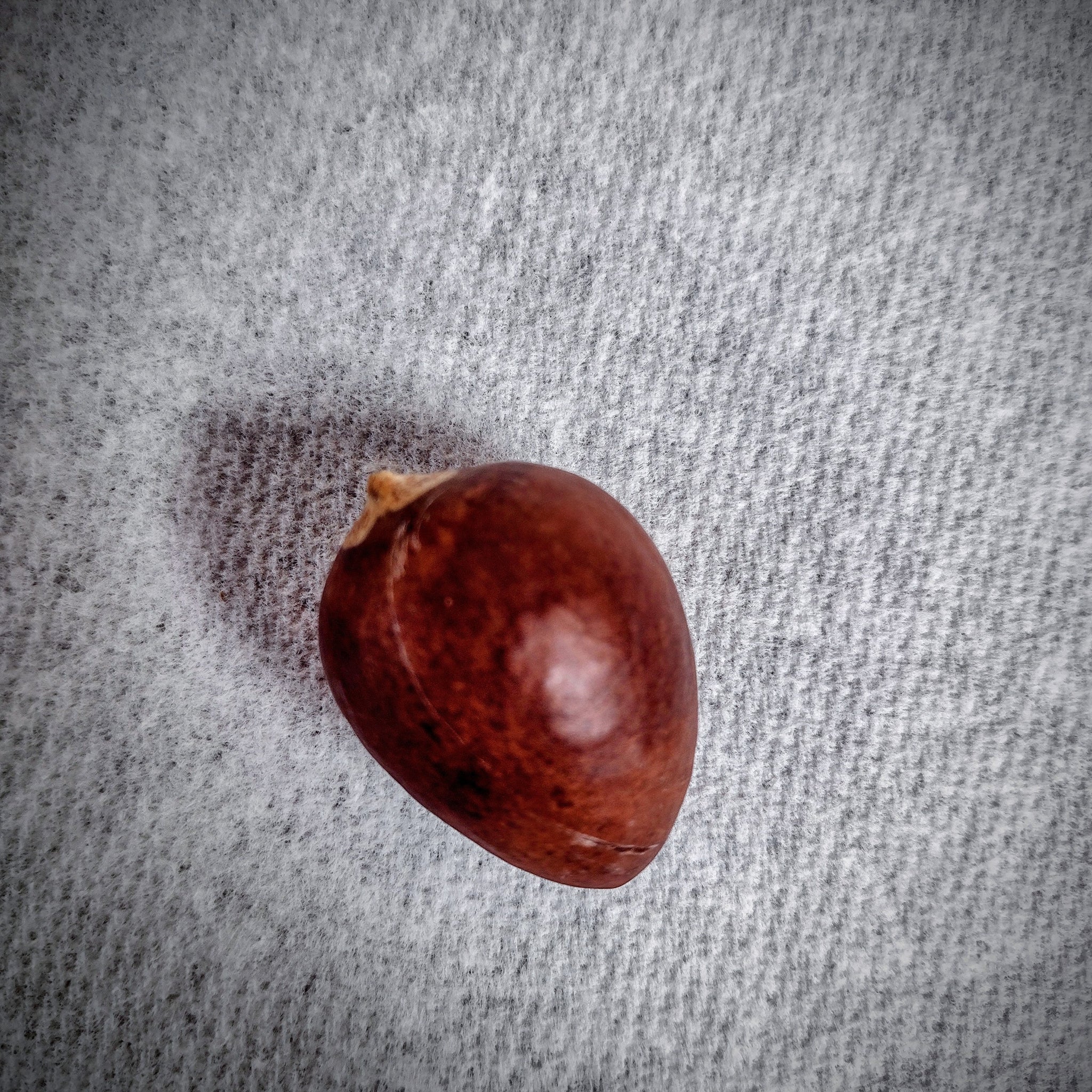 10 Steps to Planting an Avocado Seed