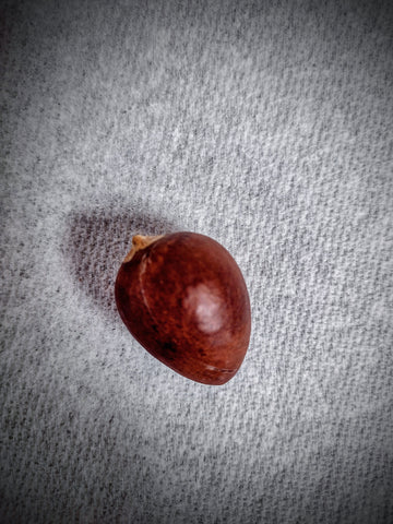 10 Steps to Planting an Avocado Seed