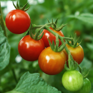 How to know when tomatoes are ready for picking