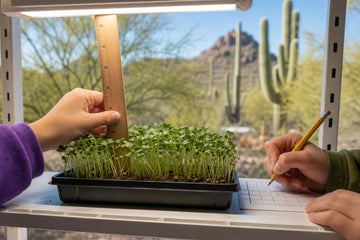 Children's hands hold a ruler upright in a tray of young sprouts under an LED grow light and write a measurement on a chart, with a desert landscape of cacti and mountains through the window