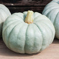 Jarrahdale, Pumpkin, Winter squash, Organic Heirloom Vegetable & Herb Seeds Non-GMO Rare Seed Varieties Bulk Pollinator-Friendly Garden Seed
