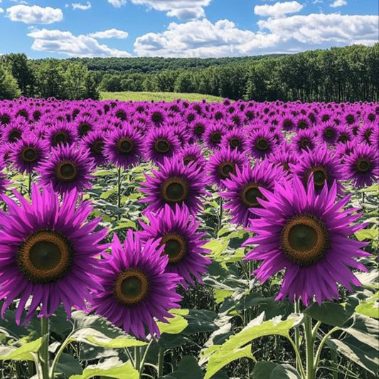 50pcs Purple Sunflower Field ‘Violet Glow’ Seeds – Rare Non-GMO Heirloom Variety – Deep Violet Blooms for Striking Garden Landscapes
