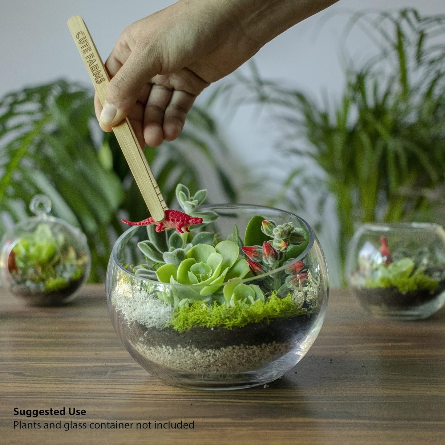 Terrarium Starter Kit | Moss, Vermiculite, Soil, Pebbles, Plant Food, Finishing Tools, Build and Care Guide | DIY Succulent Terrarium Kit for Adults and Kids (Large Kit)