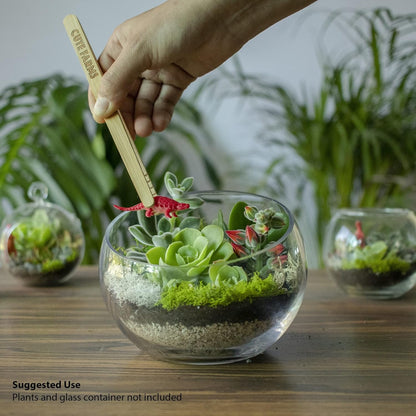Terrarium Starter Kit | Moss, Vermiculite, Soil, Pebbles, Plant Food, Finishing Tools, Build and Care Guide | DIY Succulent Terrarium Kit for Adults and Kids (Large Kit)