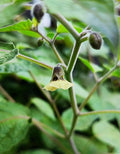 2 Cape gooseberry in a 4” pots