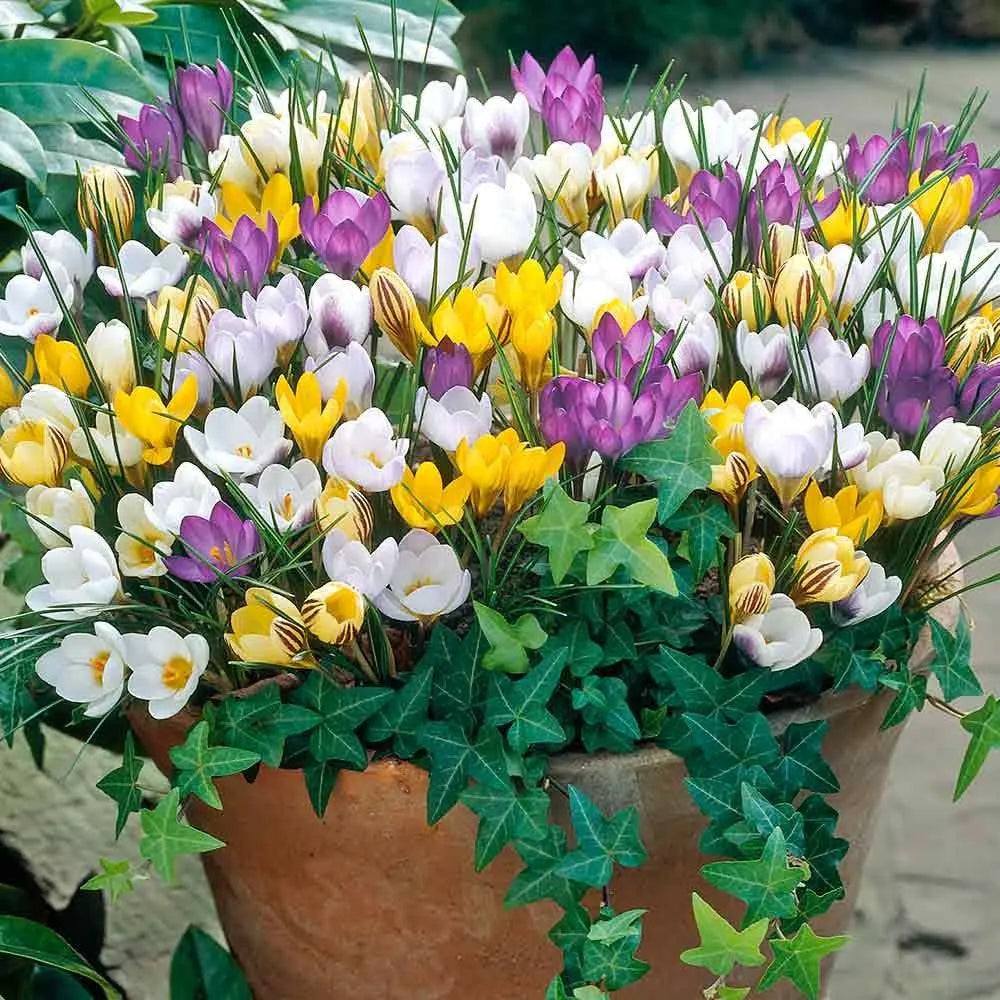 30 Species Crocus Bulbs Mix-Snow Crocus (Pack of 30 Bulbs) Perennial, Zones: 4-9, Deer Resistant