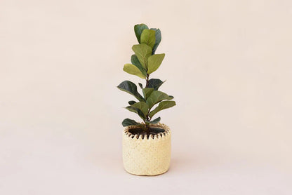6" Fiddle Leaf Fig Live Plant, Live House Plant, Modern Farmhouse Decor, Indoor Plant, Handwoven Planter Basket, Boho Home Decor, Gift Home