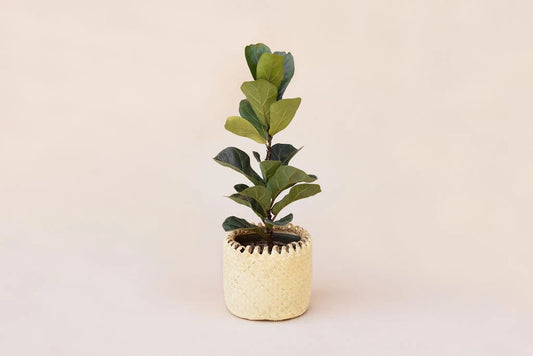 6" Fiddle Leaf Fig Live Plant, Live House Plant, Modern Farmhouse Decor, Indoor Plant, Handwoven Planter Basket, Boho Home Decor, Gift Home