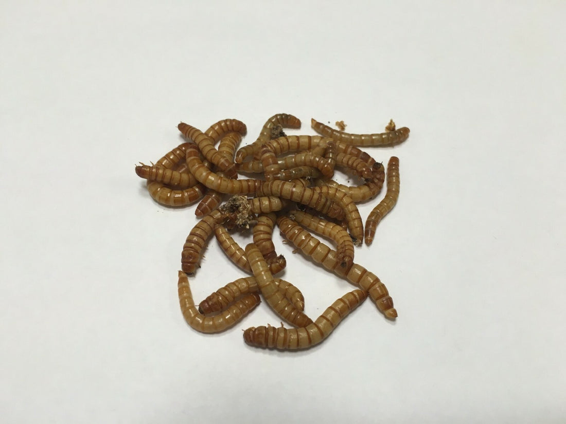 Live Mealworms  (1k -10k All Sizes) -- Free Shipping-- Perfect for Bluebirds