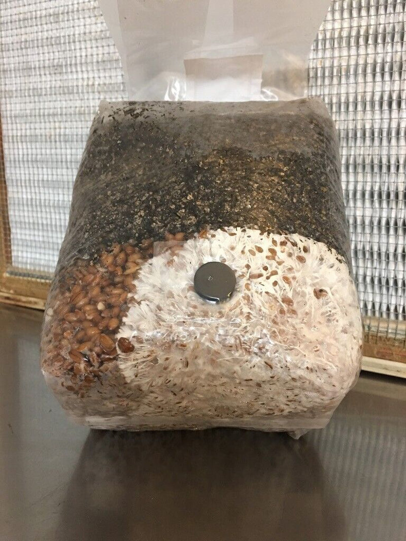 MycoHaus All in One 5 Pound Spawn Bag Rye & Compost Mushroom Substrate Grow Kit