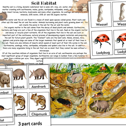 Garden unit study, Roots  anatomy, seed anatomy, soil layers, roots montessori 3 part cards, types of soil,germination activity, spring unit