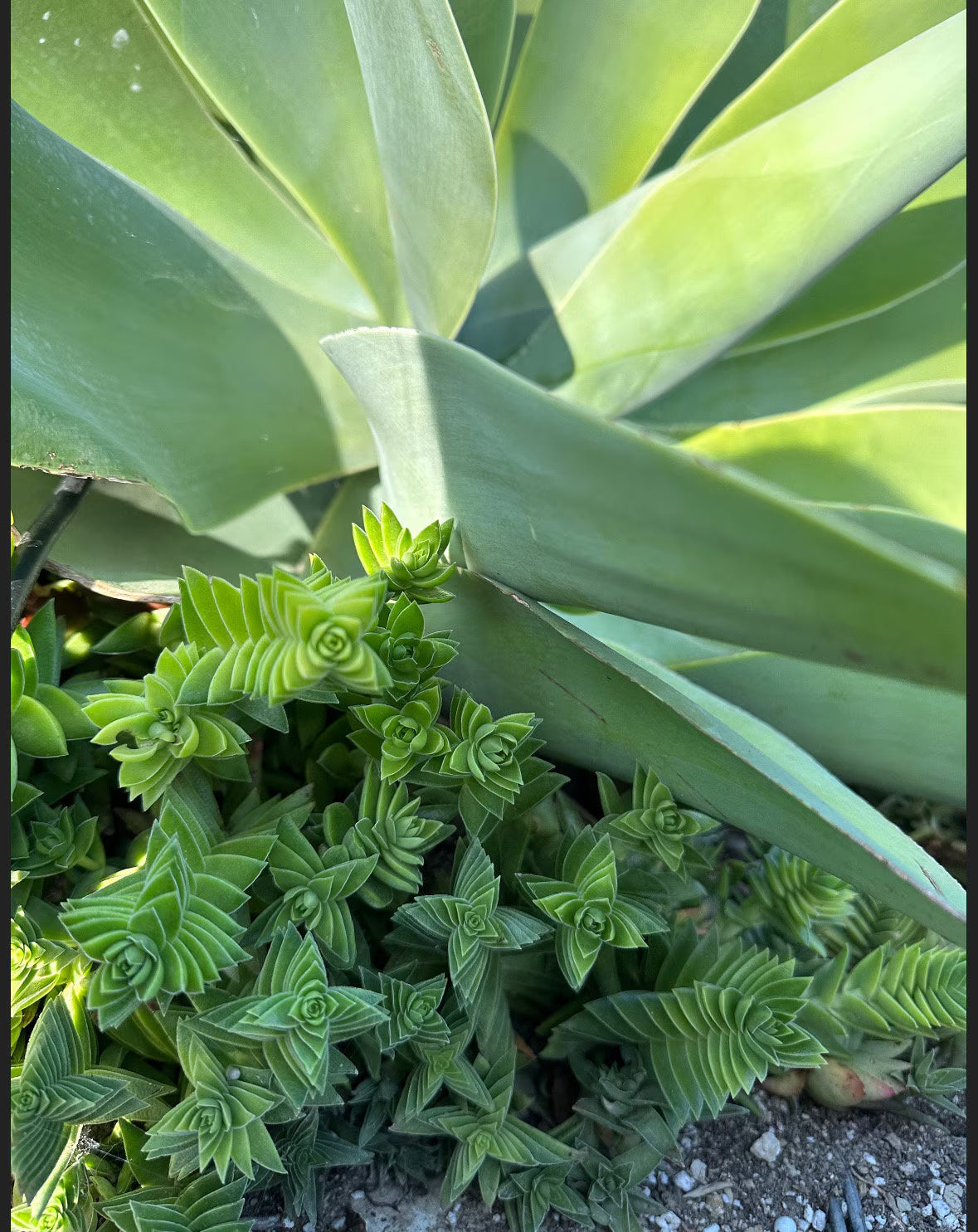 2” Crassula Capitella Subsp. thrysiflora (Red Pagoda) Succulent Plant - SEE 2nd and 3rd pic