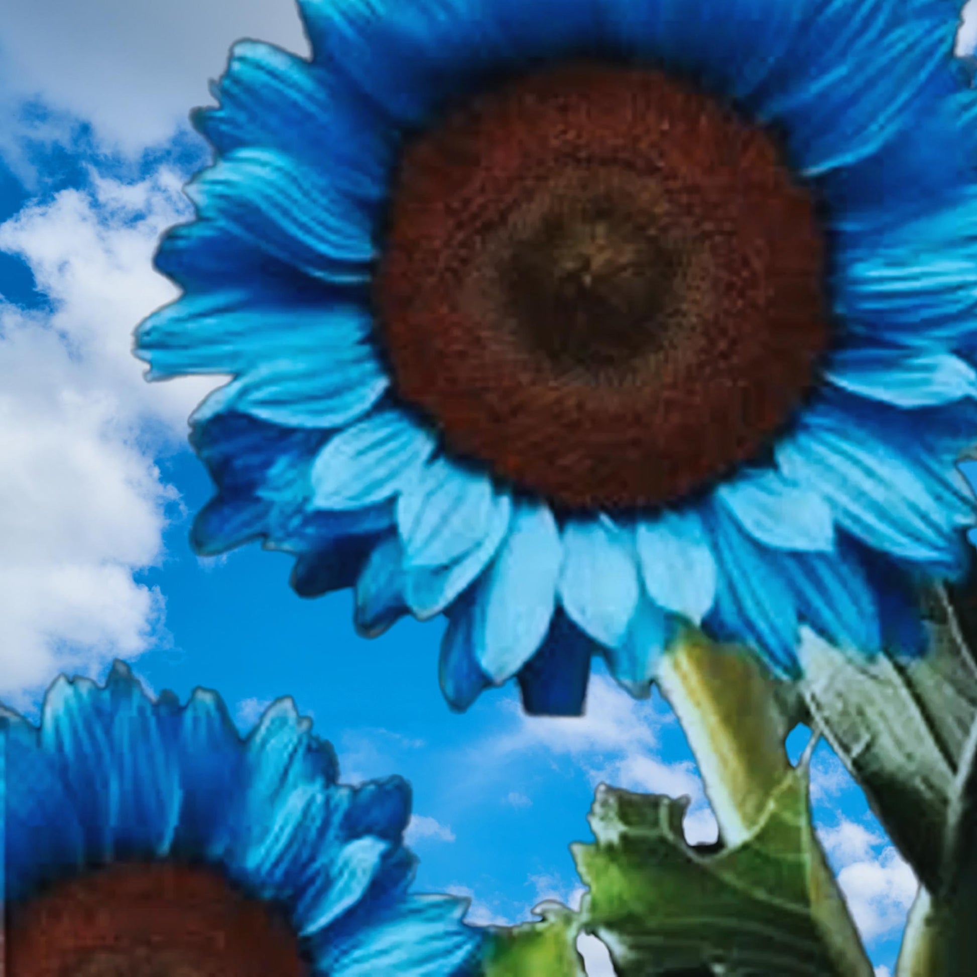 50 Seeds Midnight Oil Blue Sunflower Seeds: Rare Heirloom Garden