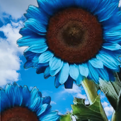 50 Seeds Midnight Oil Blue Sunflower Seeds: Rare Heirloom Garden