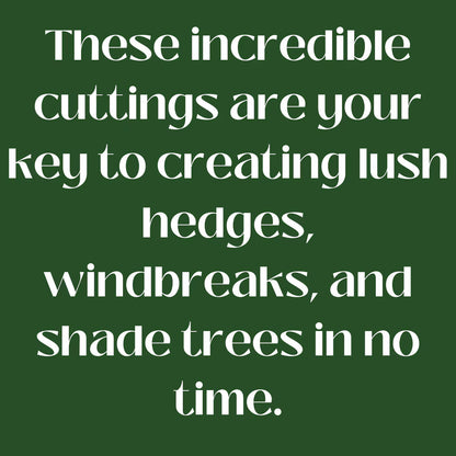 50 Hybrid Willow Cuttings is One of the Fastest Growing Tree. Free Shipping!!!!!!!! Green Garden Corner.