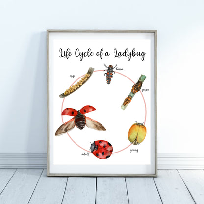 Life Cycle Insect / Bugs Educational posters set of 9, Homeschool learning, Montessori Classroom Décor, Wall Art - with states labeled