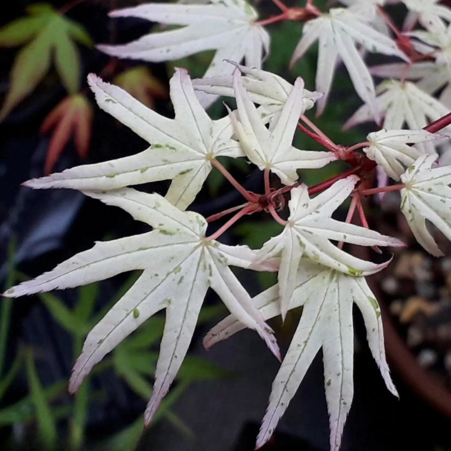 15 Ukigumo Japanese Maple Tree SEEDS Variegated Japanese Maple  Acer Palmatum Bonsai Tree Floating Cloud Japanese Maple