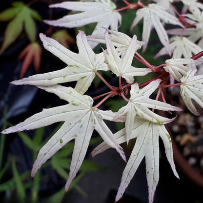 15 Ukigumo Japanese Maple Tree SEEDS Variegated Japanese Maple  Acer Palmatum Bonsai Tree Floating Cloud Japanese Maple
