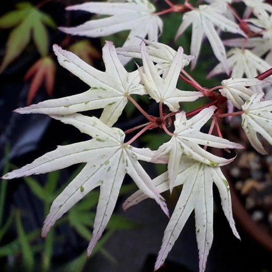 15 Ukigumo Japanese Maple Tree SEEDS Variegated Japanese Maple  Acer Palmatum Bonsai Tree Floating Cloud Japanese Maple