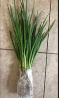 a bunch of 15 bare roots organic green onions/or live 20 plants in a 4” pot.  Green Chinese (ShanDong) Onion,  Allium Fistulosum