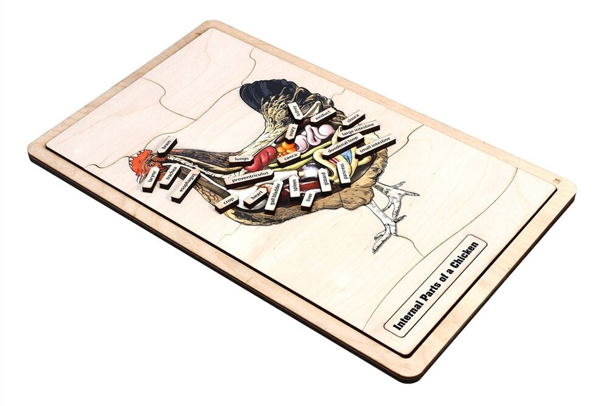 Internal Parts of a Chicken Puzzle with Nomenclature Cards (6-9) (Printed) | Montessori Materials | Montessori Zoology | Three Part Cards