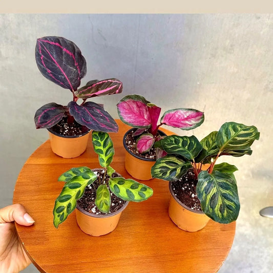 Calathea Assorted Set of 4 Plants - Pack of 4 Potted Calathea Prayer Plant Roseopicta, Lancifolia, Dottie, Makoyana Set