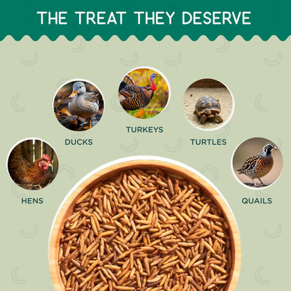 10 lb Dried Black Soldier Fly Larvae - High Calcium Chicken Feeder - 85X More Calcium, Non-GMO Meal Worms for Wild Birds, Ducks, Turkeys, Quails, Turtles - Nutrient-Rich BSFL