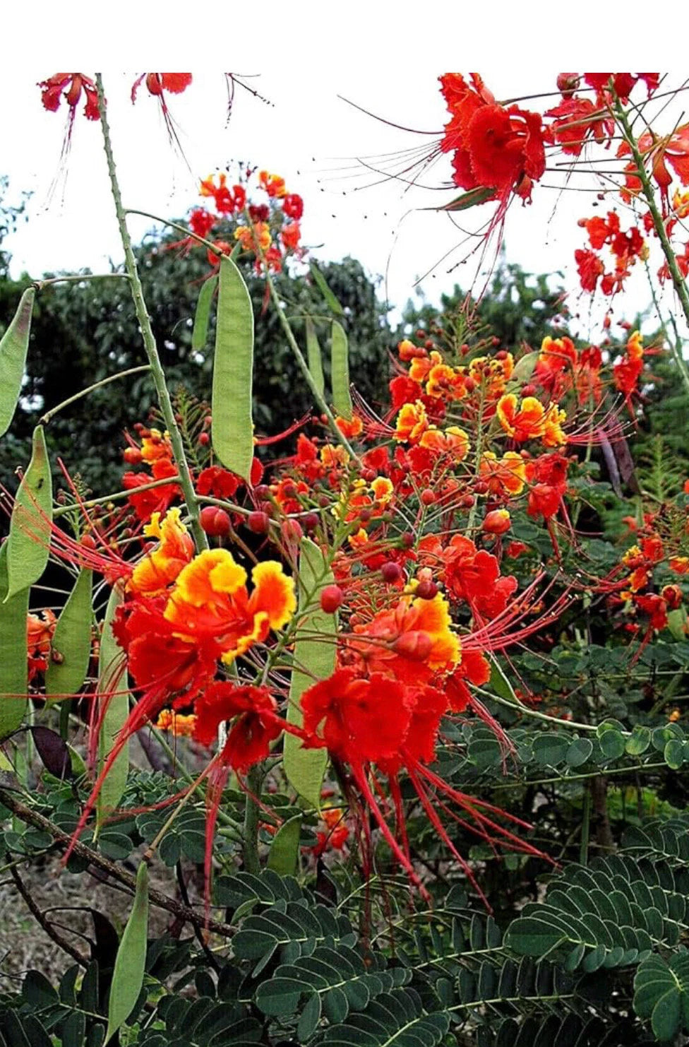 A bird of paradise starter lives in a 4’’ pot/ 8”high
