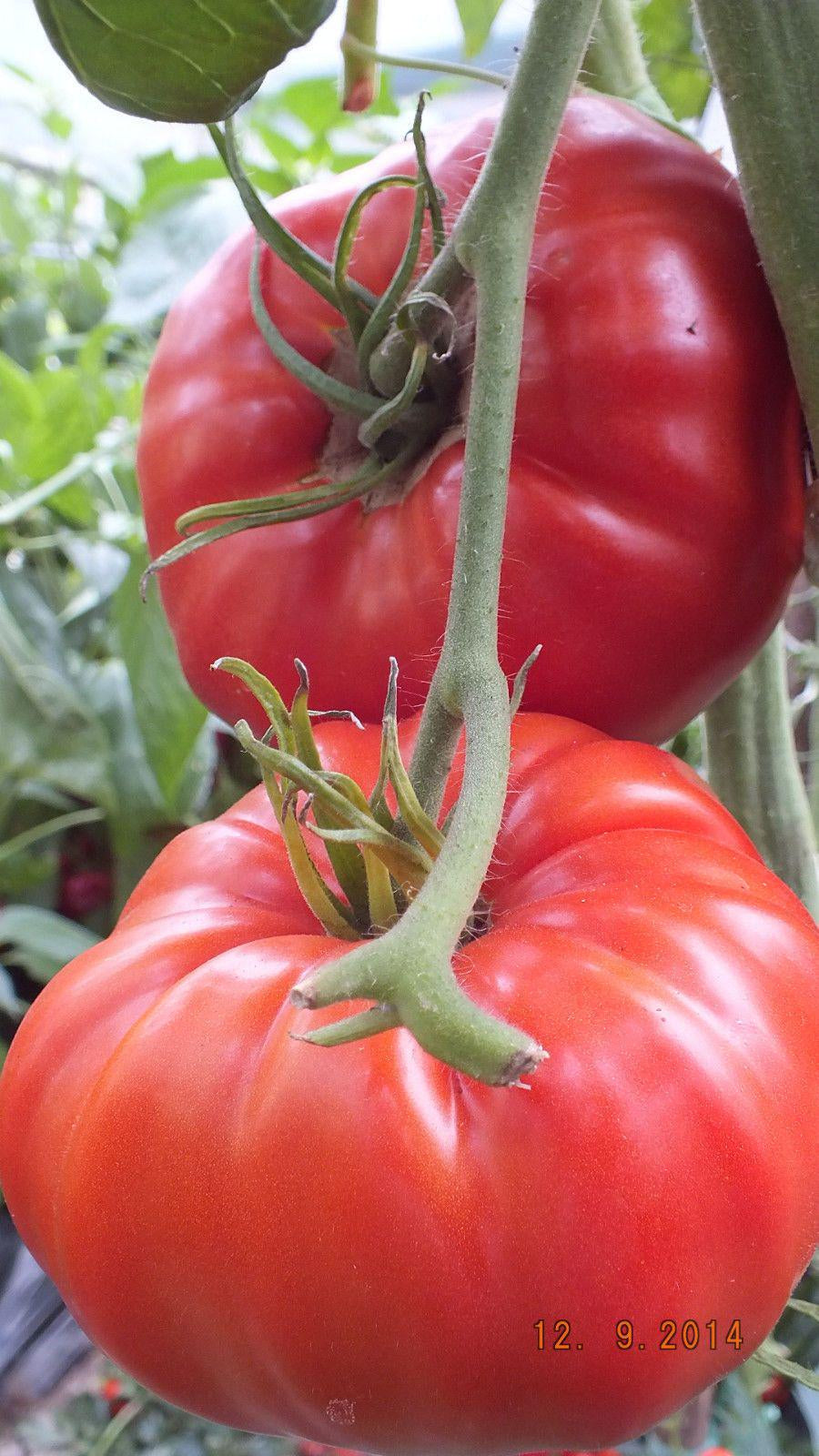 Siberian Giant Pink, Tomato, Russian Heirloom Garden Seeds Open Pollinated Container Gardening Organic Vegetable Seeds Non-GMO Seed Packets