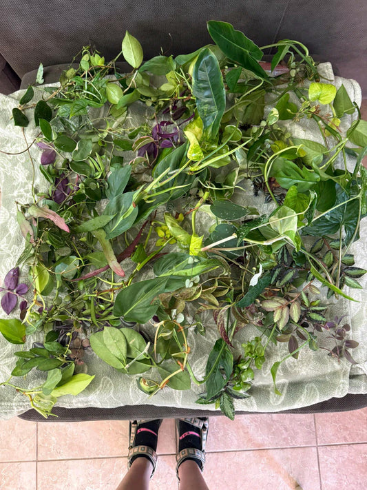 Mystery Cutting Bundle Pack | Sets of 3, 5, or 10 Available! | Pothos, Philos, Monstera, Hoya, String of Things, Syngonium, etc!