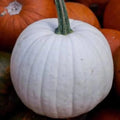 Black And White Pumpkin, Open Pollinated Seed Mix: Mountain River Seed Exclusive - Unique Pumpkins for Halloween Decor and Fall Displays!