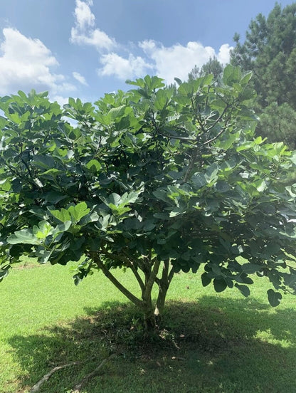 5 Fig Tree cuttings FRESH FROM Fruiting tree 8 in each cutting