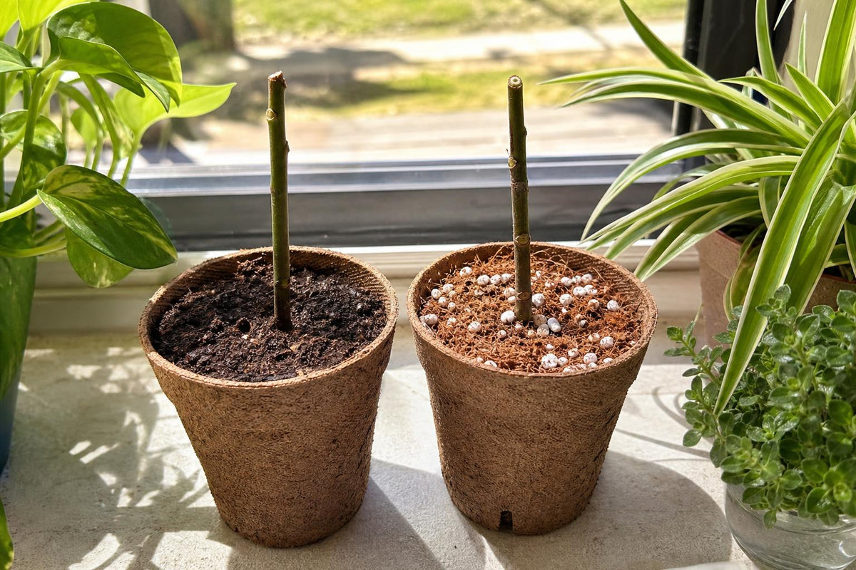 Two peat pots with bare leafless avocado tree cuttings in two different growing mediums on a sunny windowsill