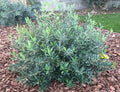 A dwarf olive live plants in a 4