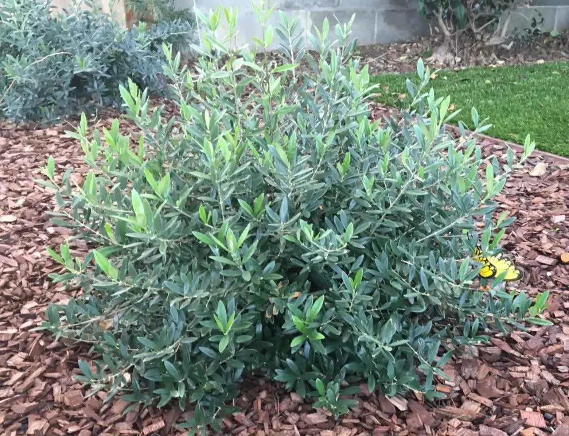 A dwarf olive live plants in a 4" pot