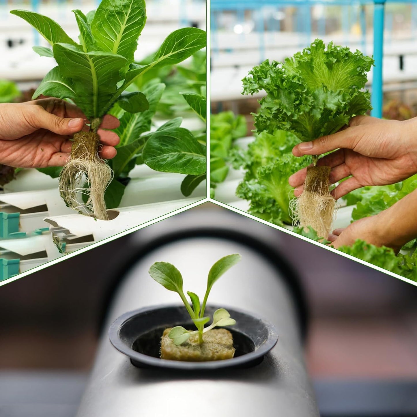 Premium Hydroponic Rockwool Grow Cubes Rapid Plant Growth Root Development Large