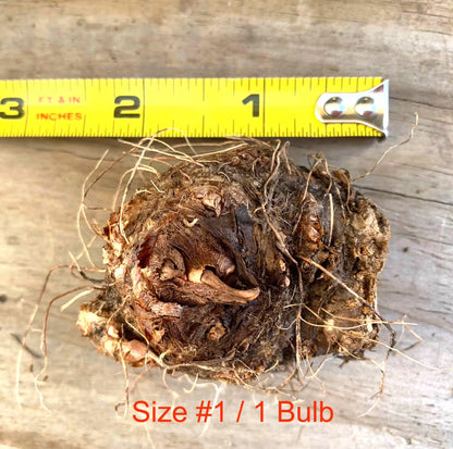 Caladium 'Spicy Lizard' Size#2(2 Bulbs), Size #1(1 bulb)**New Crop 2025 **Available to ship now!!!