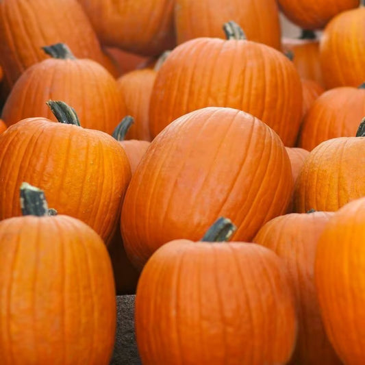 Jack O Lantern Pumpkin Seeds 20 Ct Halloween Vegetable NON-GMO USA