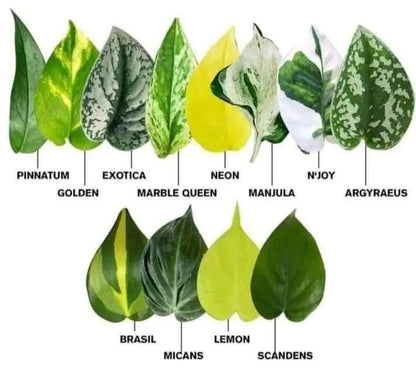 Pothos Cuttings: Popular/Common & Rare/Uncommon Pothos Epipremnum aureum Leaf Node Clipping Cut To Grow/Propagate New Plant ORDER MORE Save