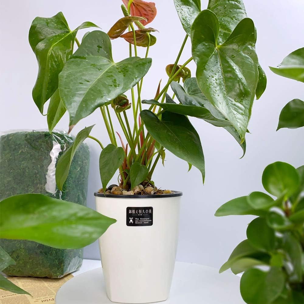 8 Pack 4 Inch Self Watering Plastic Planter with Inner Pot White Flower Plant Pot,Modern Decorative Flower Pot for All House Plants,Flowers,Herbs,African Violets